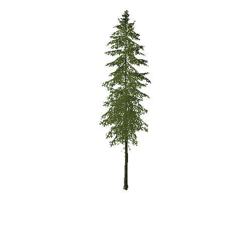 Pine 02